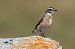 Stiaccino (Saxicola rubetra) © Filippo Ferraioli