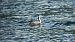 Svasso maggiore (Podiceps cristatus) © Johannes und Gertraud Walli
