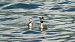 Svasso maggiore (Podiceps cristatus) © Johannes und Gertraud Walli