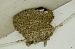 Balestruccio (Delichon urbicum) © Johannes und Gertraud Walli