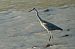 Airone cenerino (Ardea cinerea) © Johannes und Gertraud Walli