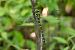 Cordulegaster bidentata © Radames Bionda