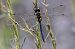 Somatochlora flavomaculata © Radames Bionda