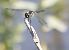 Sympetrum danae © Radames Bionda