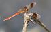 Sympetrum pedemontanum © Radames Bionda