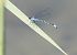 Coenagrion puella © Radames Bionda