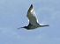 Chiurlo piccolo (Numenius phaeopus) © Vittorio Piola