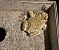 Balearic Green Toad (Bufotes balearicus) © Pier Luigi Taiariol