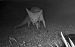 Volpe (Vulpes vulpes) © Pier Luigi Taiariol