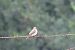 Pigliamosche (Muscicapa striata) © Enrico Bissardella