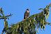 Lodolaio (Falco subbuteo) © Enrico Bissardella