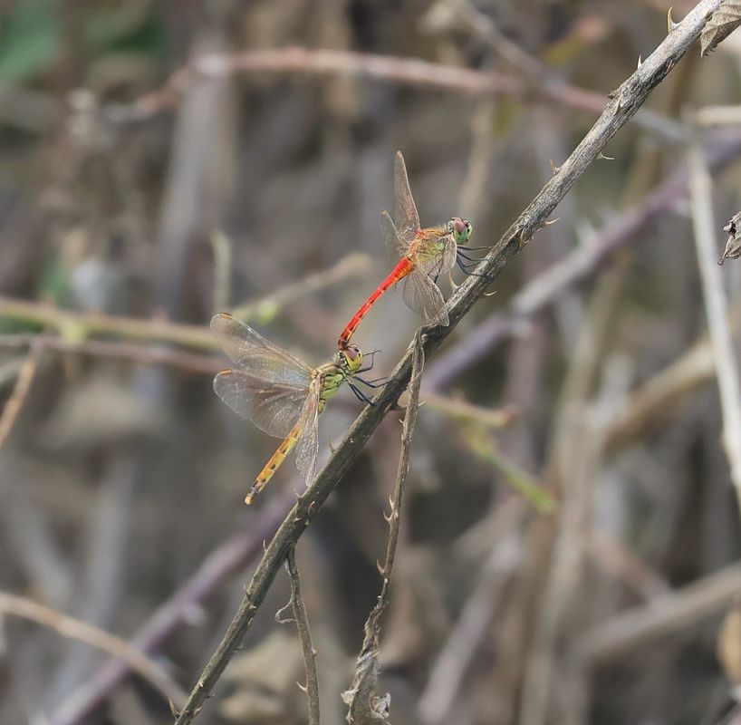 Sympetrum depressiusculum  - Alfonso Di Rienzo