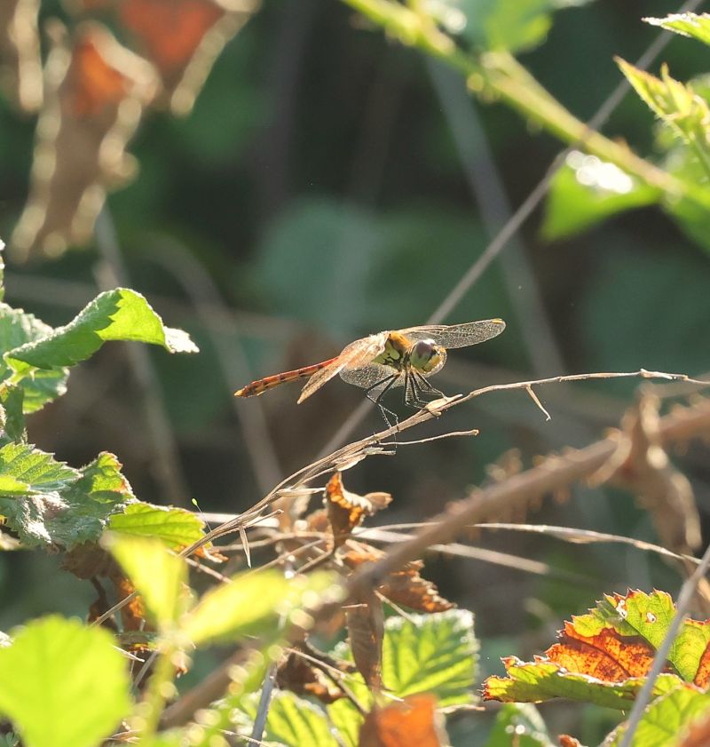 Sympetrum depressiusculum  - Alfonso Di Rienzo