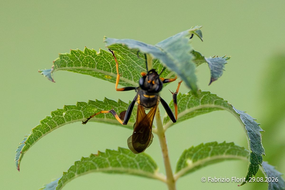 Sceliphron caementarium  - Fabrizio Florit (FVG)