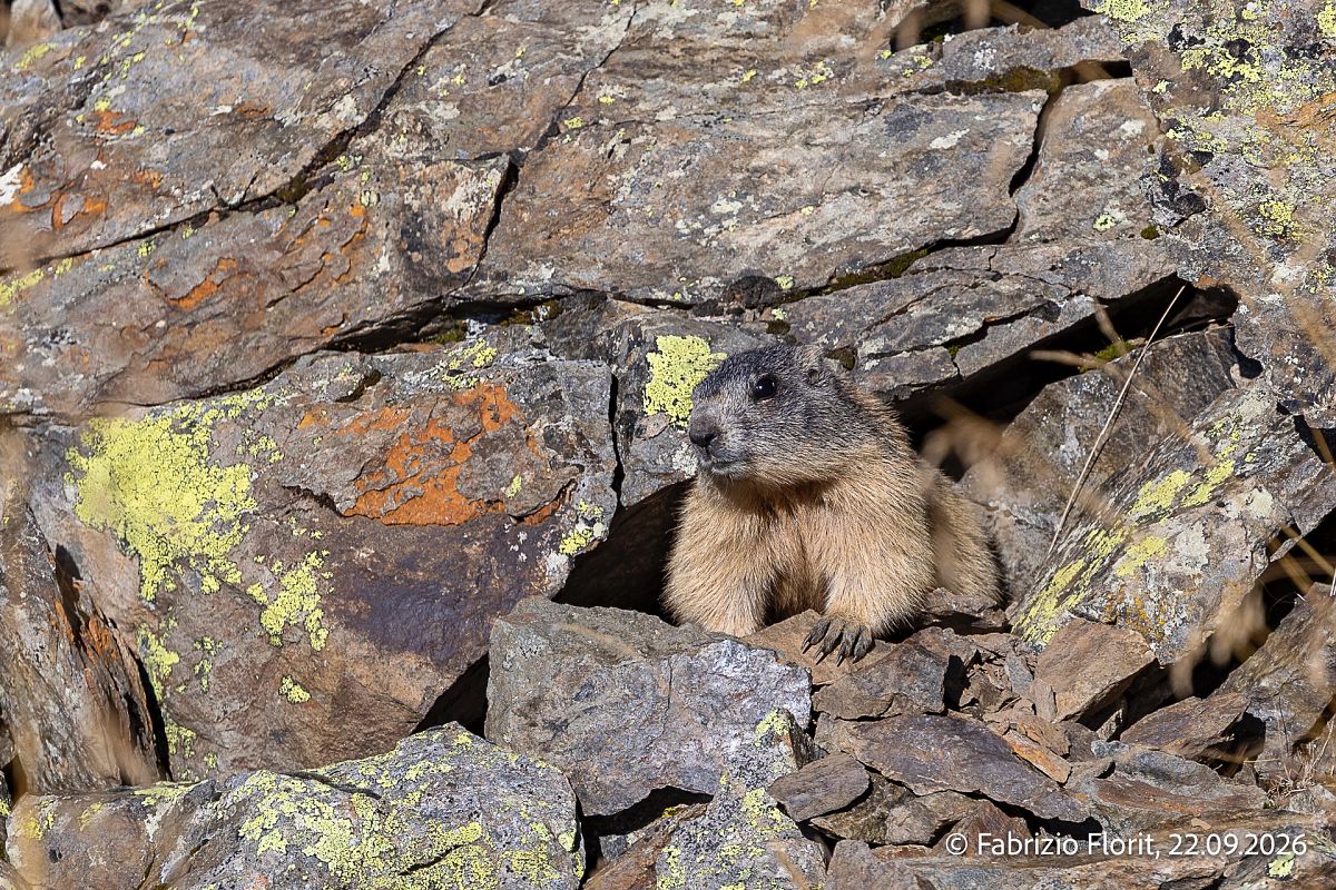 Marmotta  - Fabrizio Florit (FVG)