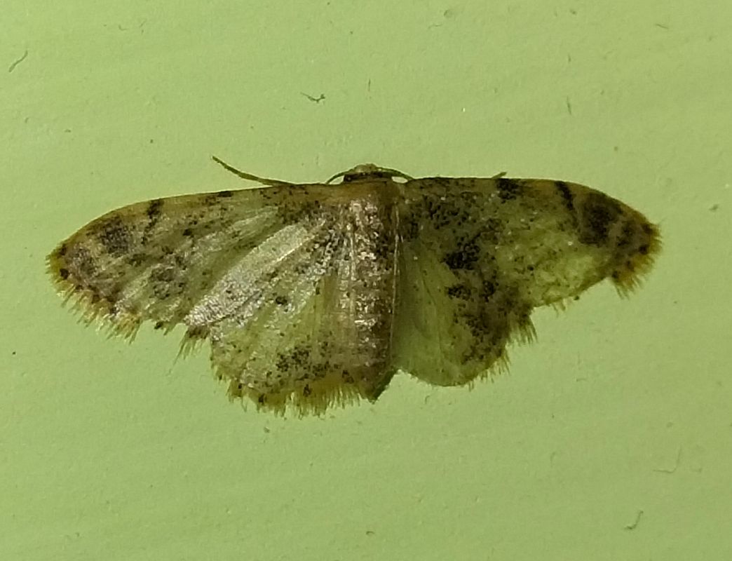 Idaea dimidiata  - Giovanni Gambale