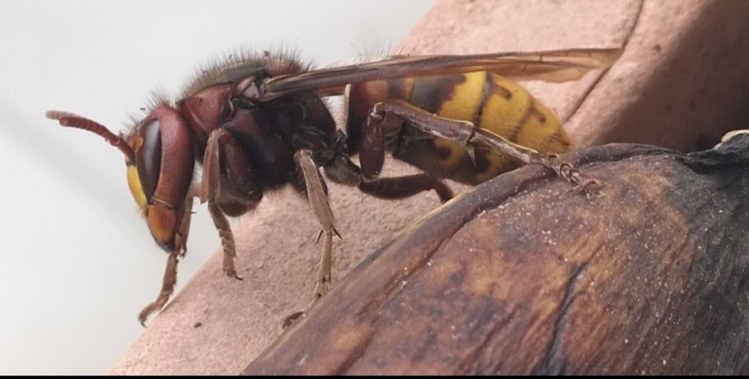 Vespa crabro  - Giovanni Gambale