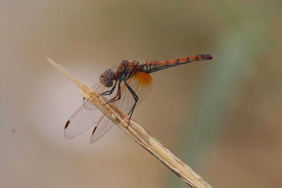 Sympetrum fonscolombei  - Giuseppe Colombo