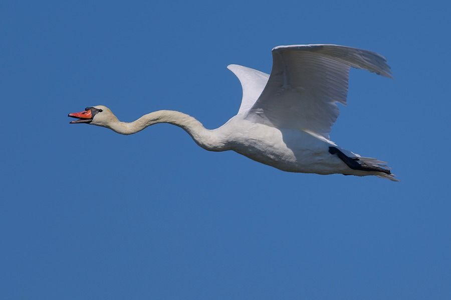 Cigno reale  - Jürgen Prohaska-Hotze