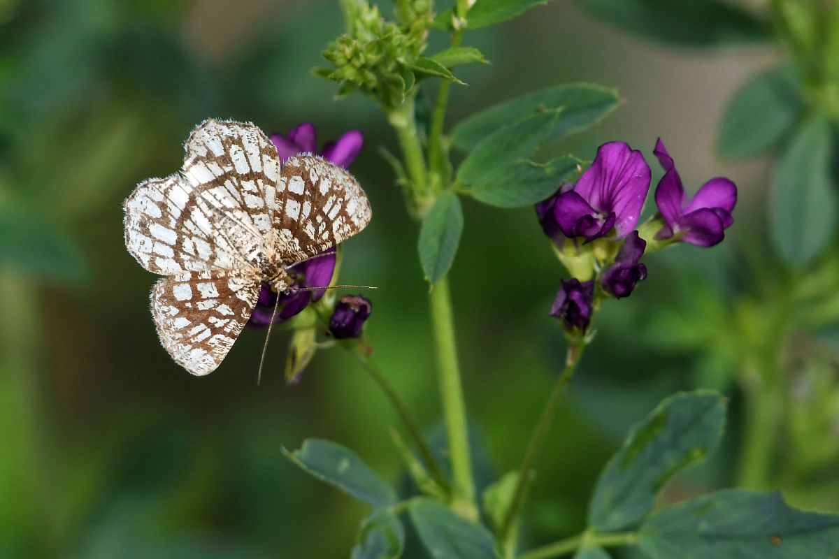 Chiasmia clathrata  - Alfio Sala