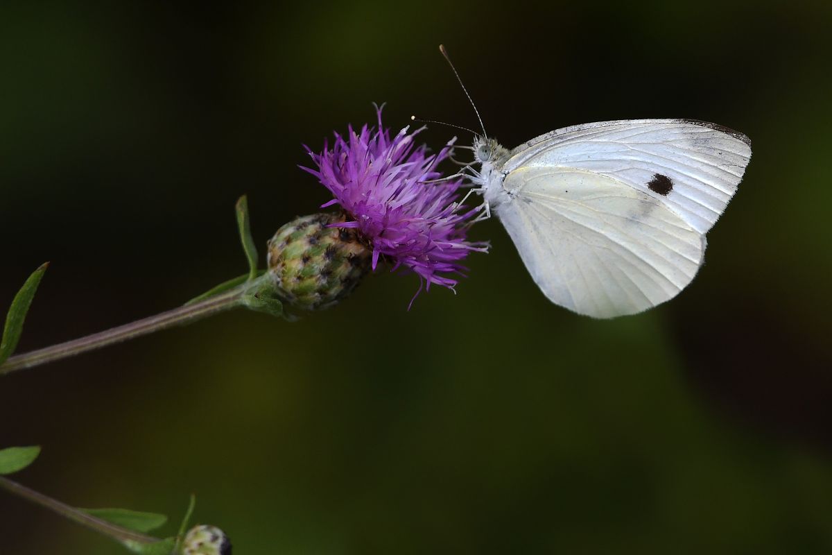 Pieris rapae  - Alfio Sala