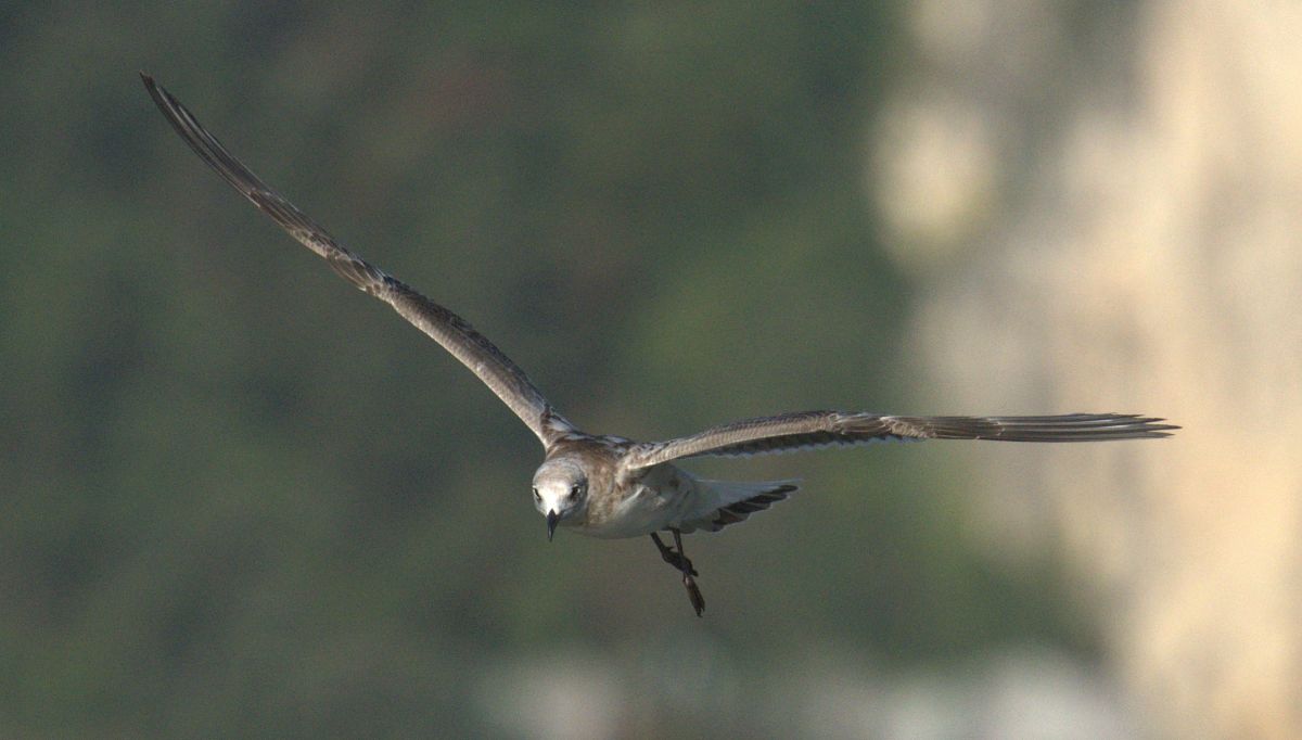 Gabbiano corallino  - Giuseppe Speranza