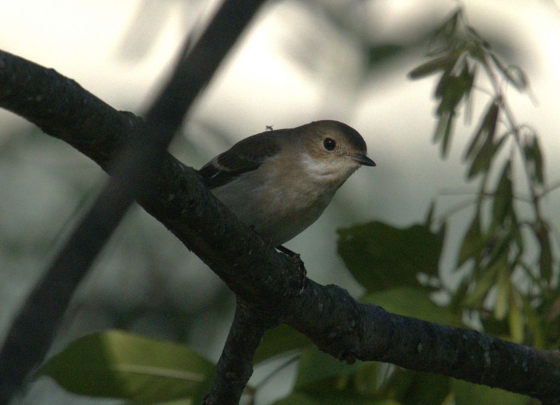Balia nera  - Giuseppe Speranza