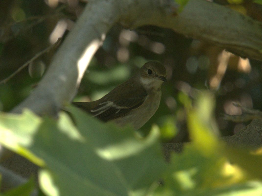 Balia nera  - Giuseppe Speranza