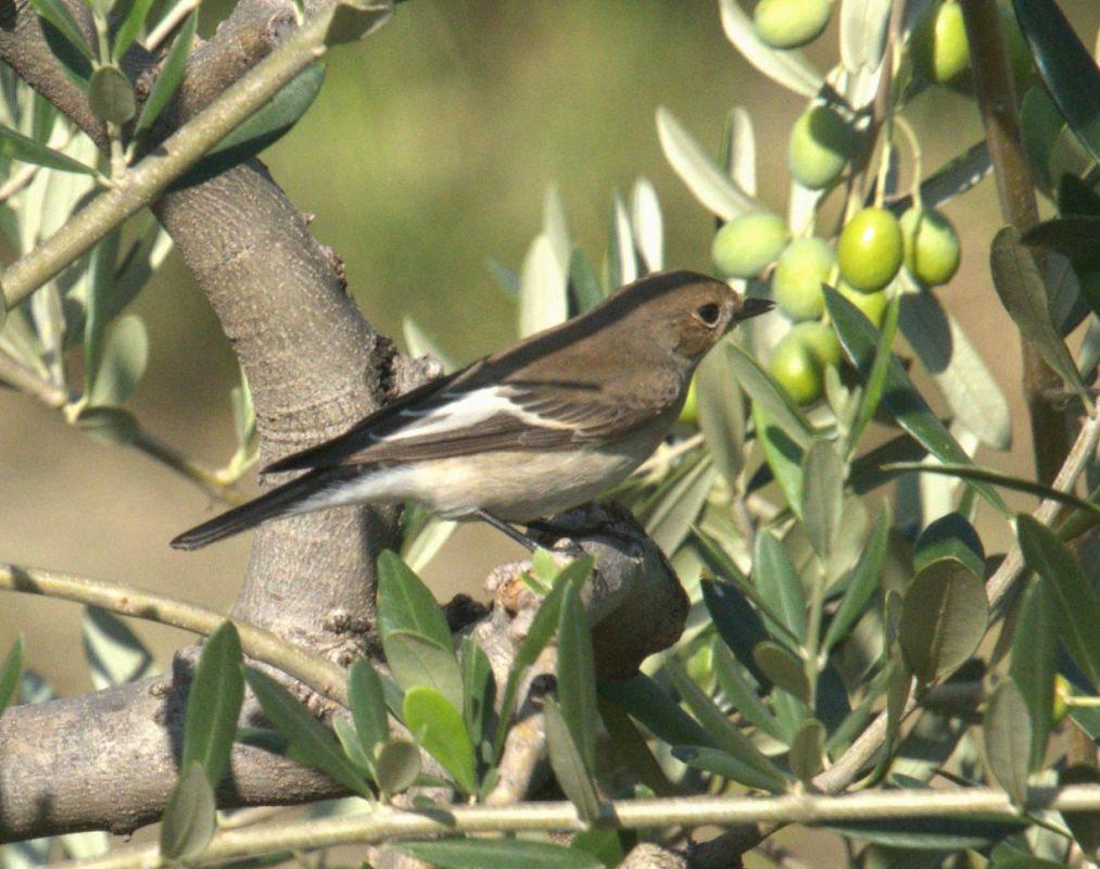 Balia nera  - Giuseppe Speranza