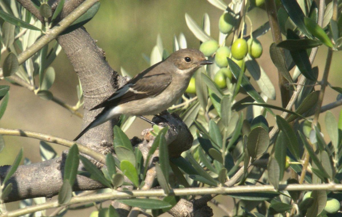 Balia nera  - Giuseppe Speranza