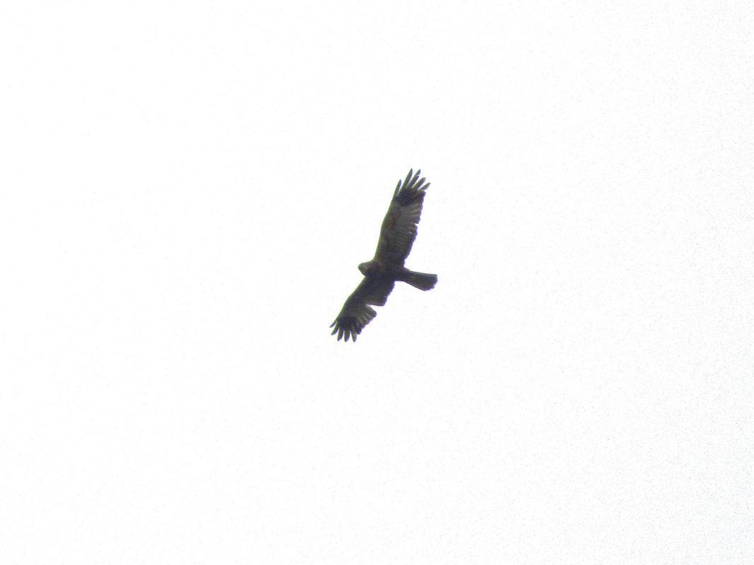 Falco di palude  - Daniele Capello