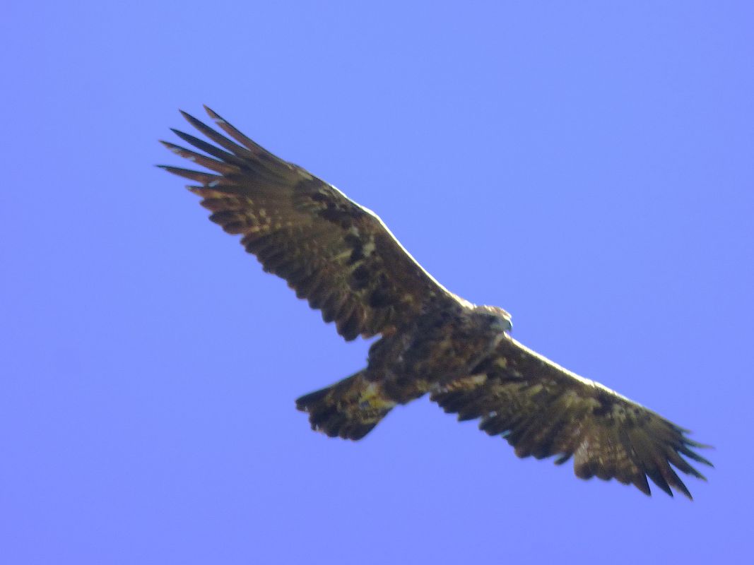 Aquila reale  - Daniele Capello