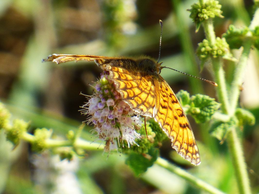 Melitaea phoebe  - Daniele Capello
