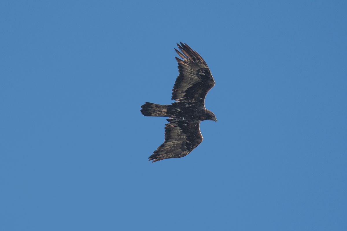 Aquila reale  - Rossella Ronchetti