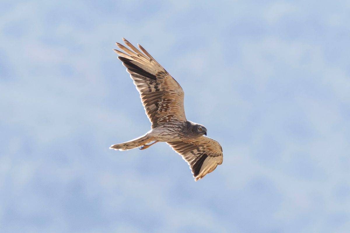 Albanella minore  - Stefano Civitarese