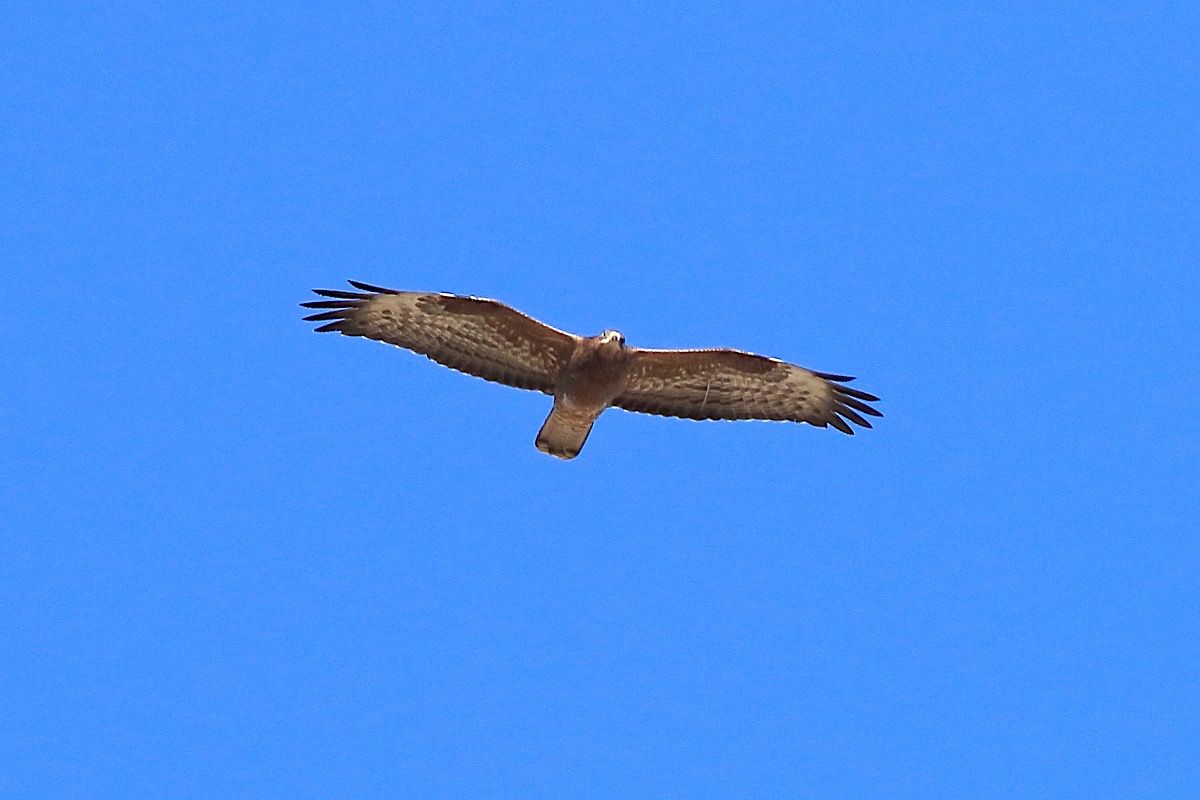 Falco pecchiaiolo  - Giuseppe Recchia