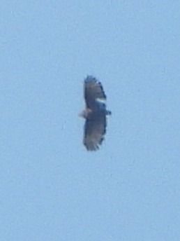 Falco pecchiaiolo  - Michele Cento
