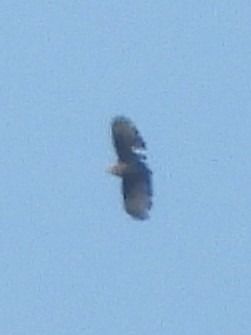 Falco pecchiaiolo  - Michele Cento