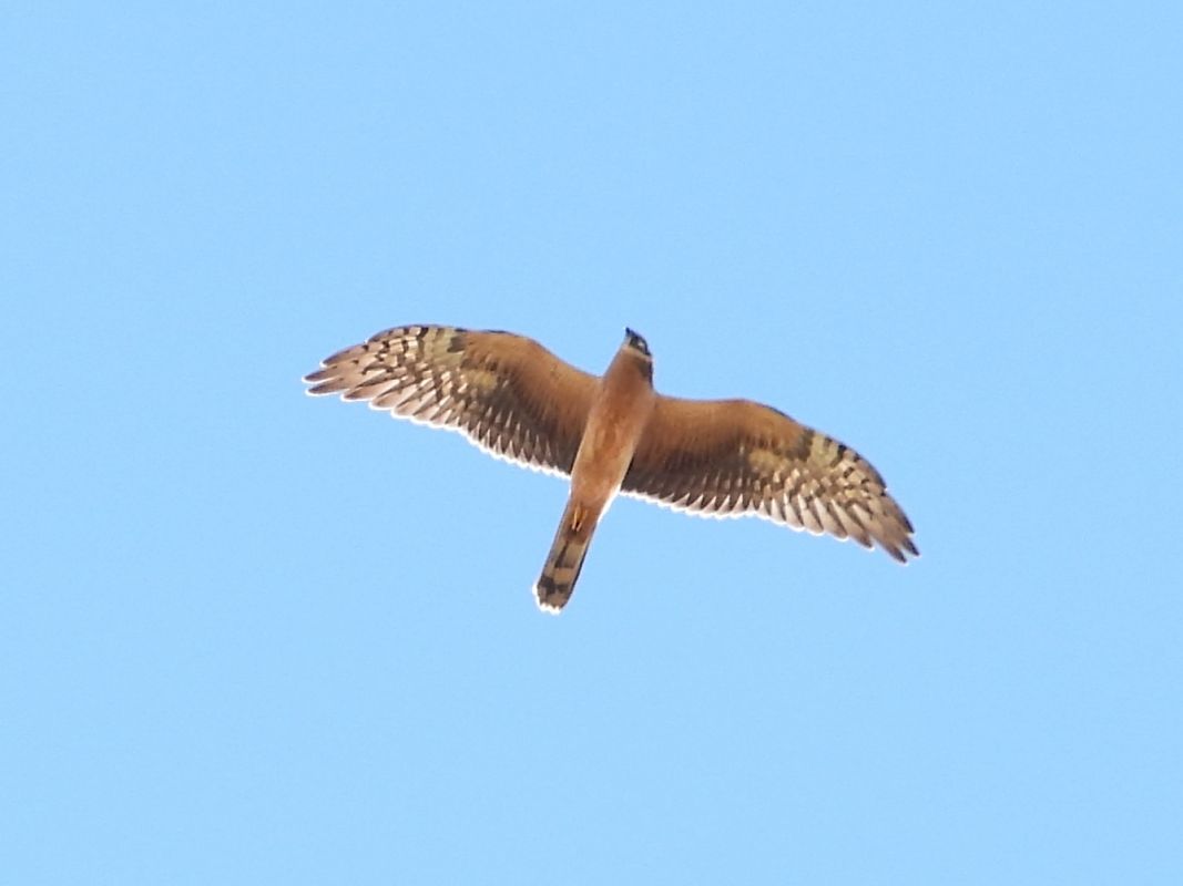 Albanella pallida  - Michele Cento