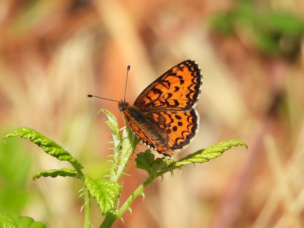 Melitaea trivia #  - Michele Cento