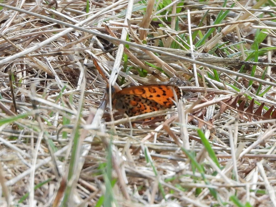 Melitaea trivia #  - Michele Cento