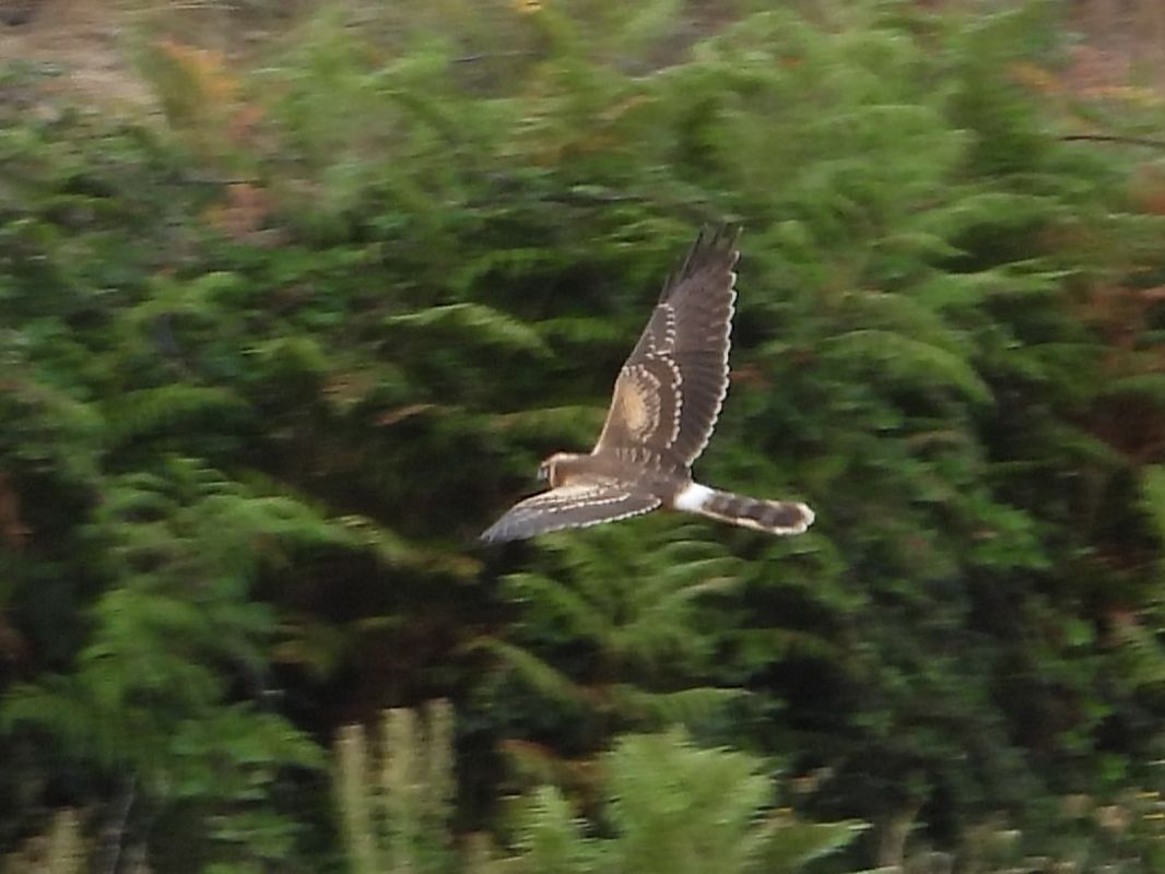 Albanella pallida  - Michele Cento