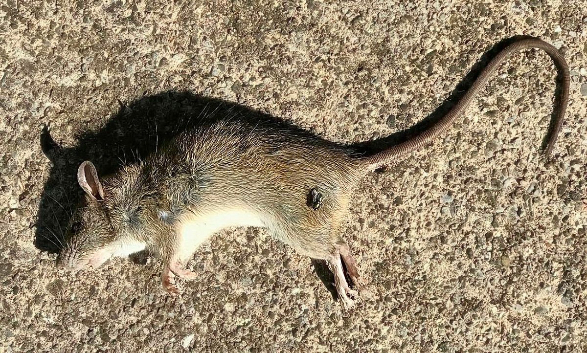 Ratto delle chiaviche  - Ivano Candon