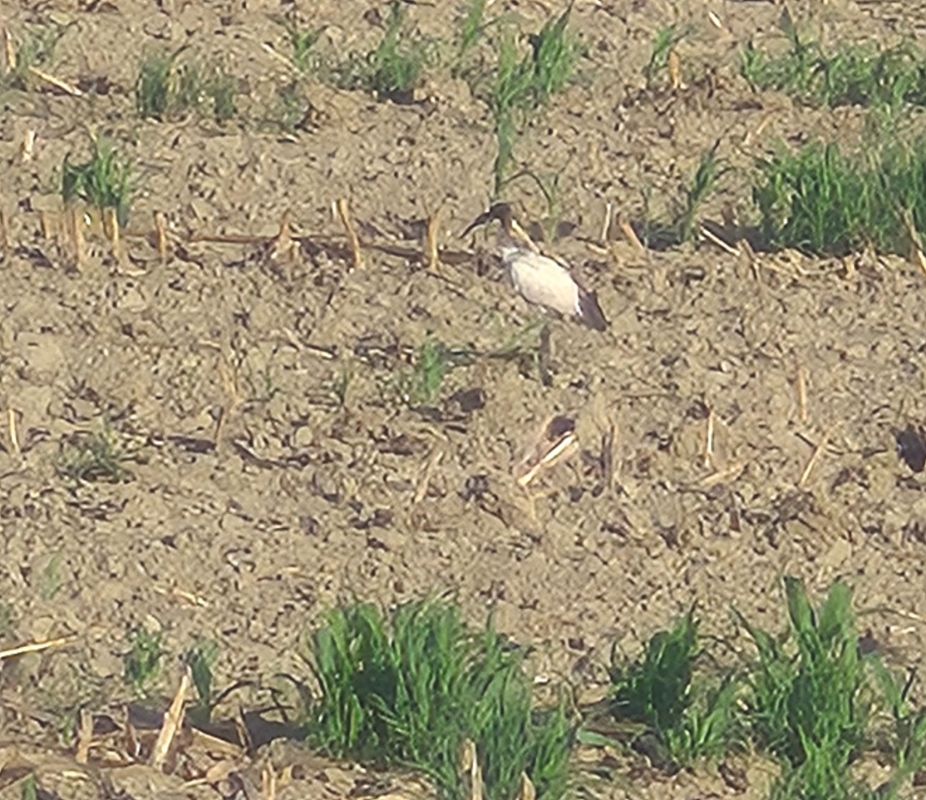 Ibis sacro  - Alessio Mannello
