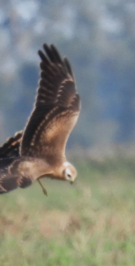 Albanella pallida  - Patrizio Gigli