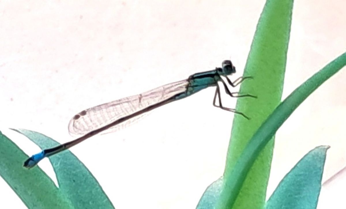 Ischnura elegans  - Alfonso Maffezzoli