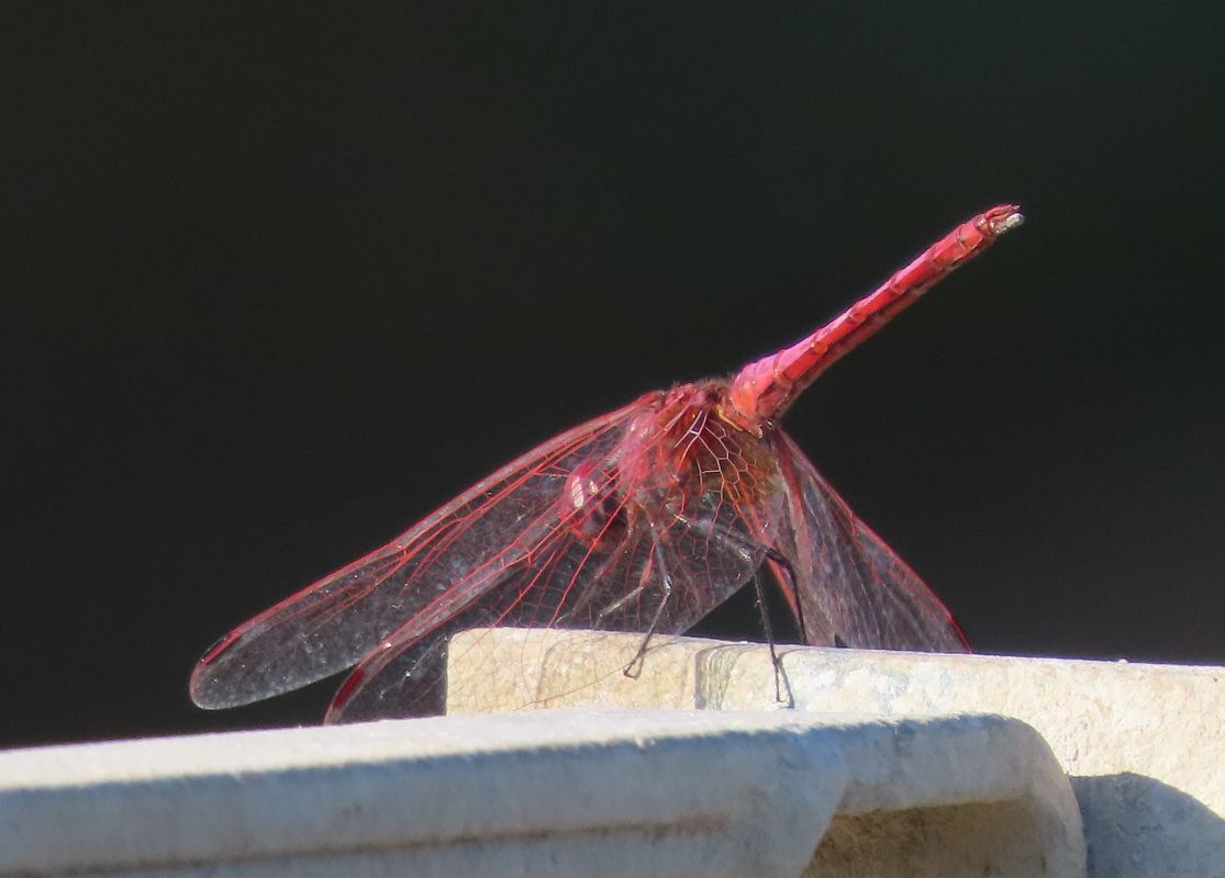 Trithemis annulata  - Alfonso Maffezzoli