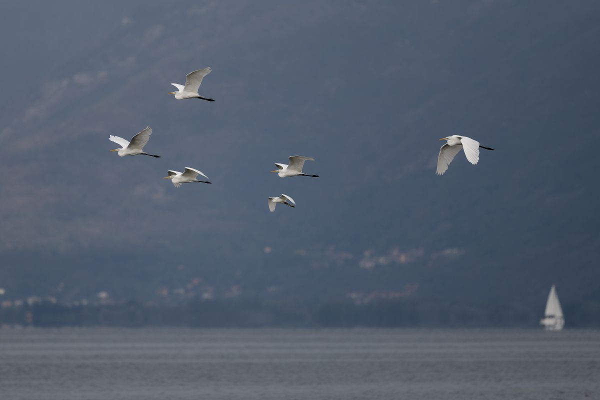 Airone bianco 
