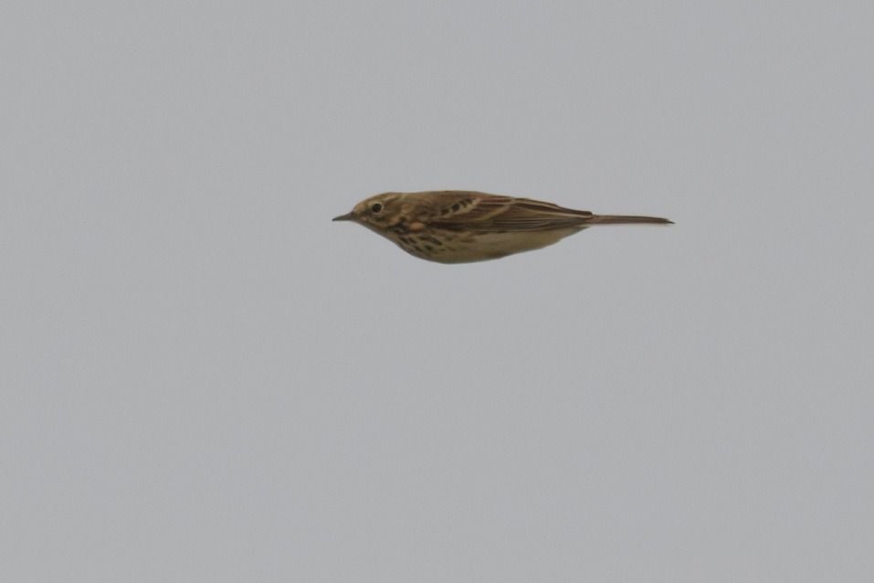 Pispola 
