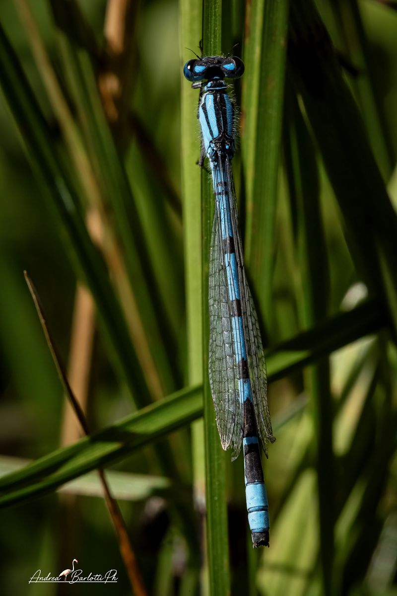 Enallagma cyathigerum  - Barlotti Andrea